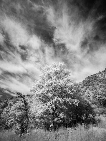 USA-Utah-Infrared of the Logan Pass area and lone tree Black Ornate Wood Framed Art Print with Double Matting by Eggers, Terry