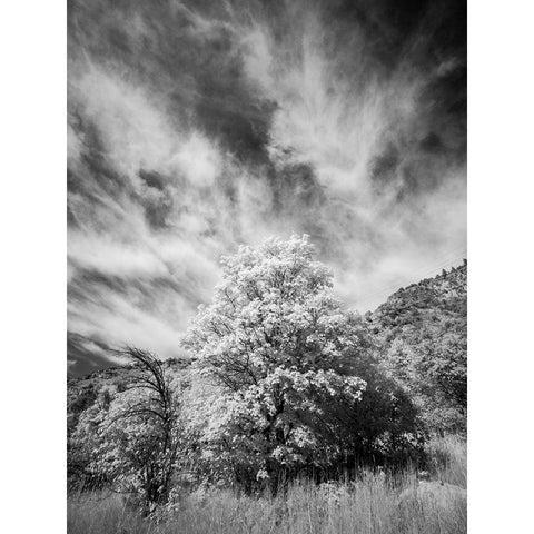 USA-Utah-Infrared of the Logan Pass area and lone tree Black Modern Wood Framed Art Print with Double Matting by Eggers, Terry