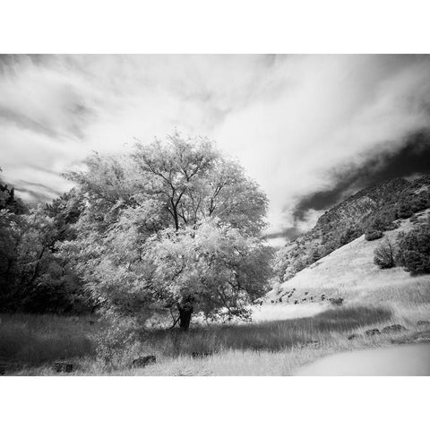 USA-Utah-Infrared of the Logan Pass area and lone tree Black Modern Wood Framed Art Print with Double Matting by Eggers, Terry