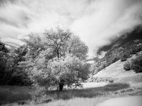 USA-Utah-Infrared of the Logan Pass area and lone tree White Modern Wood Framed Art Print with Double Matting by Eggers, Terry