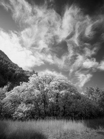 USA-Utah-Infrared of the Logan Pass area and lone tree Black Ornate Wood Framed Art Print with Double Matting by Eggers, Terry