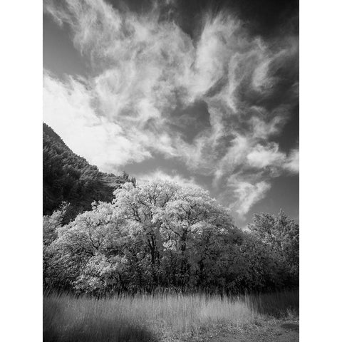 USA-Utah-Infrared of the Logan Pass area and lone tree White Modern Wood Framed Art Print by Eggers, Terry