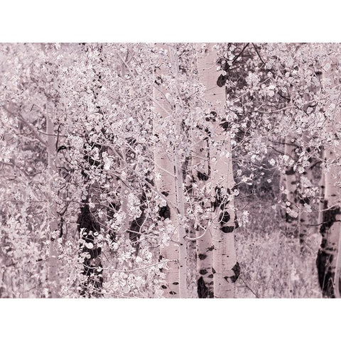 USA-Utah-Aspen Grove in infrared of the Logan Pass area White Modern Wood Framed Art Print by Eggers, Terry