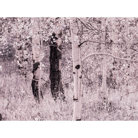 USA-Utah-Aspen Grove in infrared of the Logan Pass area Gold Ornate Wood Framed Art Print with Double Matting by Eggers, Terry