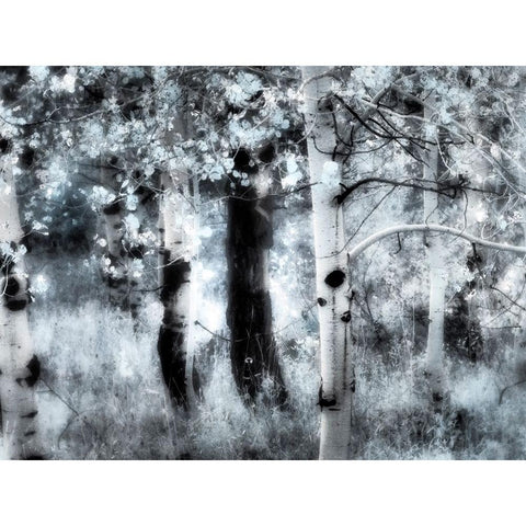 USA-Utah-Aspen Grove in infrared of the Logan Pass area White Modern Wood Framed Art Print by Eggers, Terry