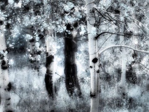 USA-Utah-Aspen Grove in infrared of the Logan Pass area Black Ornate Wood Framed Art Print with Double Matting by Eggers, Terry