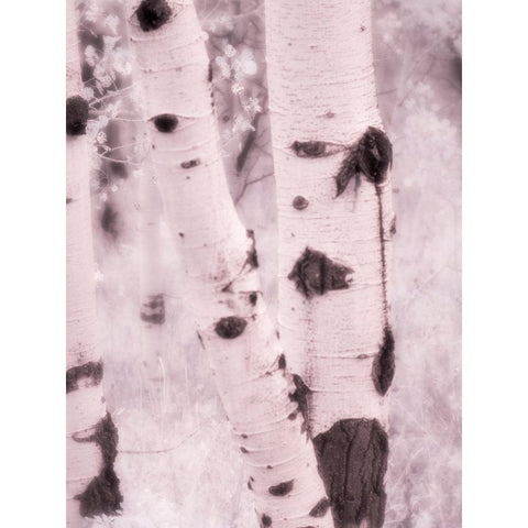 USA-Utah-Aspen Grove in infrared of the Logan Pass area Black Modern Wood Framed Art Print with Double Matting by Eggers, Terry