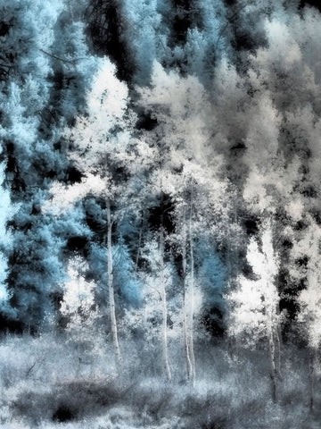 USA-Utah-Aspen Grove in infrared of the Logan Pass area White Modern Wood Framed Art Print with Double Matting by Eggers, Terry