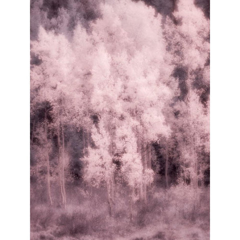 USA-Utah-Aspen Grove in infrared of the Logan Pass area White Modern Wood Framed Art Print by Eggers, Terry