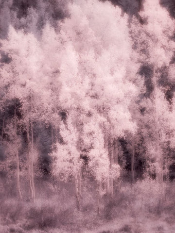 USA-Utah-Aspen Grove in infrared of the Logan Pass area White Modern Wood Framed Art Print with Double Matting by Eggers, Terry