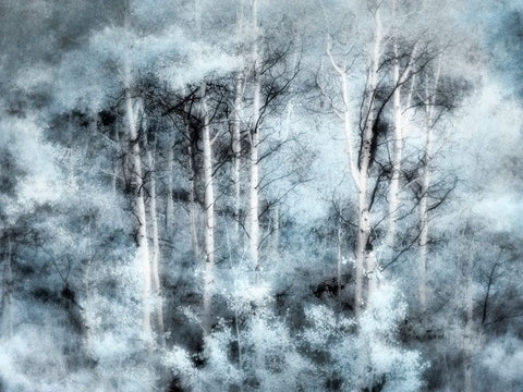 USA-Utah-Aspen Grove in infrared of the Logan Pass area White Modern Wood Framed Art Print with Double Matting by Eggers, Terry