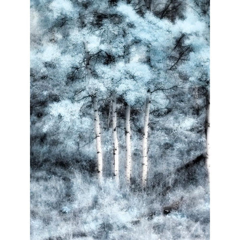 USA-Utah-Aspen Grove in infrared of the Logan Pass area White Modern Wood Framed Art Print by Eggers, Terry