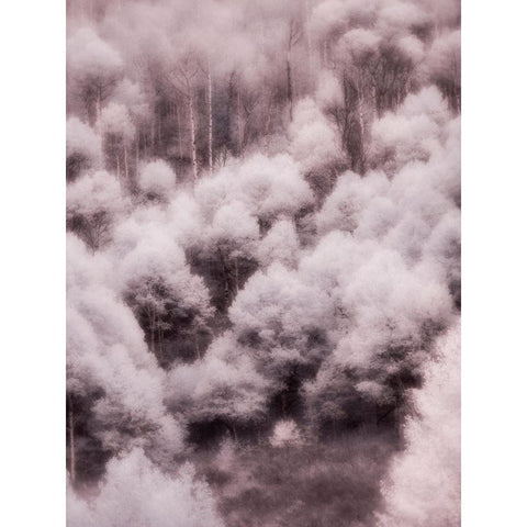 USA-Utah-Aspen Grove in infrared of the Logan Pass area Gold Ornate Wood Framed Art Print with Double Matting by Eggers, Terry