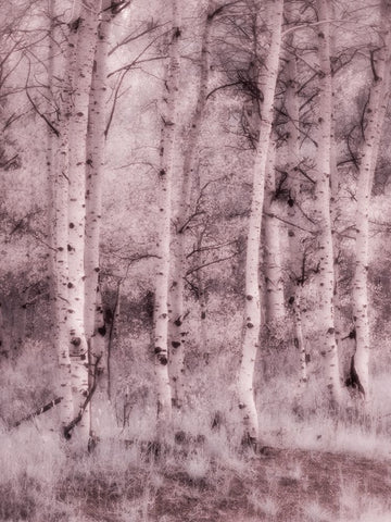 USA-Utah-Aspen Grove in infrared of the Logan Pass area Black Ornate Wood Framed Art Print with Double Matting by Eggers, Terry