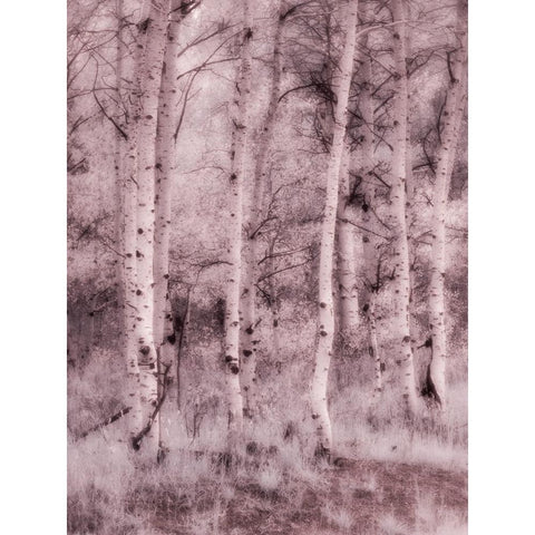 USA-Utah-Aspen Grove in infrared of the Logan Pass area Gold Ornate Wood Framed Art Print with Double Matting by Eggers, Terry