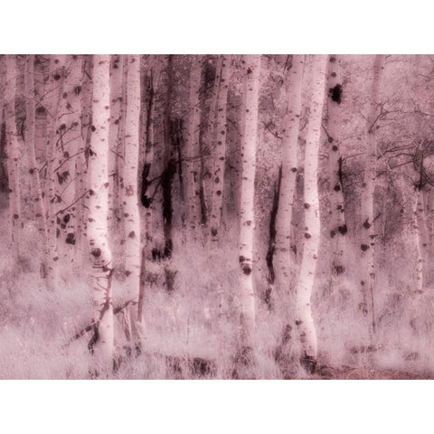 USA-Utah-Aspen Grove in infrared of the Logan Pass area Black Modern Wood Framed Art Print with Double Matting by Eggers, Terry