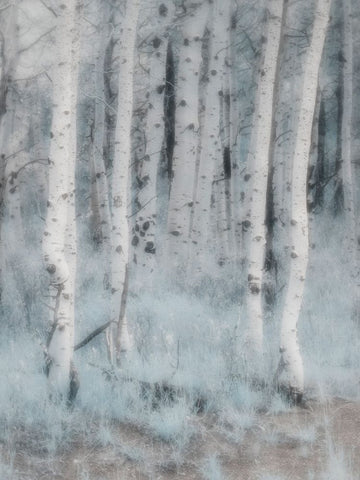 USA-Utah-Aspen Grove in infrared of the Logan Pass area White Modern Wood Framed Art Print with Double Matting by Eggers, Terry