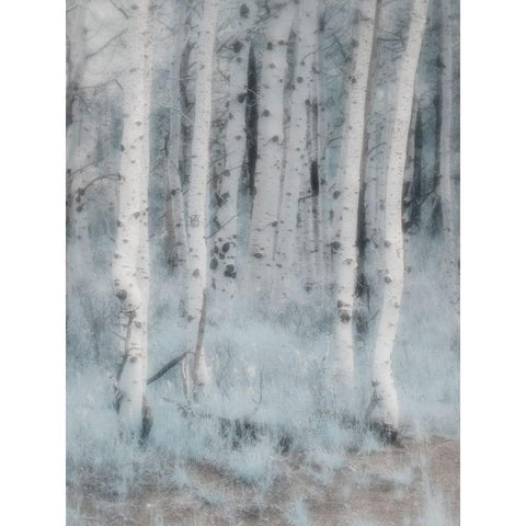 USA-Utah-Aspen Grove in infrared of the Logan Pass area Black Modern Wood Framed Art Print with Double Matting by Eggers, Terry