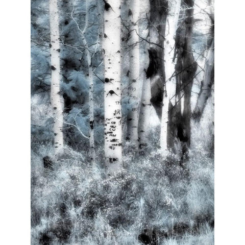 USA-Utah-Aspen Grove in infrared of the Logan Pass area Black Modern Wood Framed Art Print by Eggers, Terry