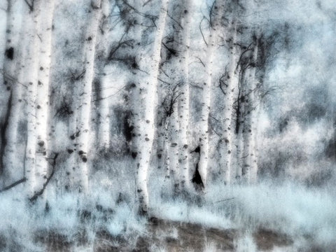 USA-Utah-Aspen Grove in infrared of the Logan Pass area White Modern Wood Framed Art Print with Double Matting by Eggers, Terry