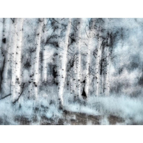 USA-Utah-Aspen Grove in infrared of the Logan Pass area Black Modern Wood Framed Art Print by Eggers, Terry