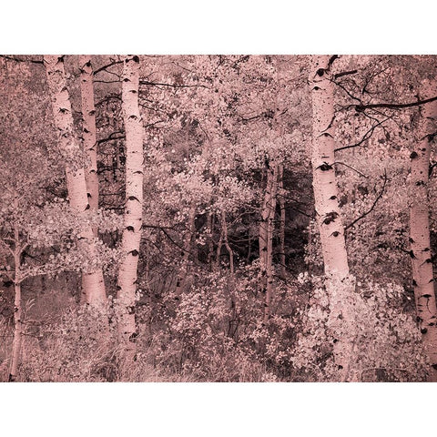 USA-Utah-Aspen Grove in infrared of the Logan Pass area Black Modern Wood Framed Art Print with Double Matting by Eggers, Terry