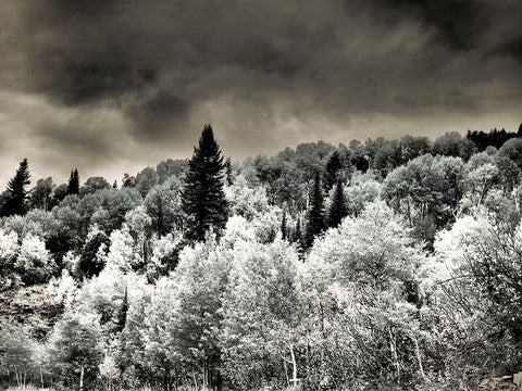 USA-Utah-Aspen Grove in infrared of the Logan Pass area Black Ornate Wood Framed Art Print with Double Matting by Eggers, Terry