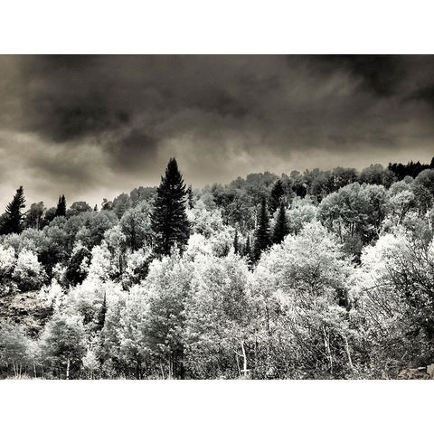 USA-Utah-Aspen Grove in infrared of the Logan Pass area Black Modern Wood Framed Art Print with Double Matting by Eggers, Terry