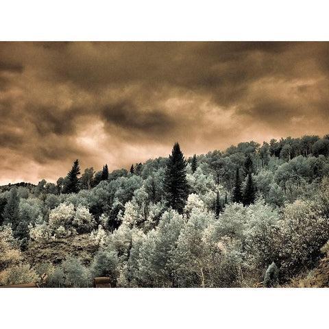 USA-Utah-Aspen Grove in infrared of the Logan Pass area Black Modern Wood Framed Art Print by Eggers, Terry