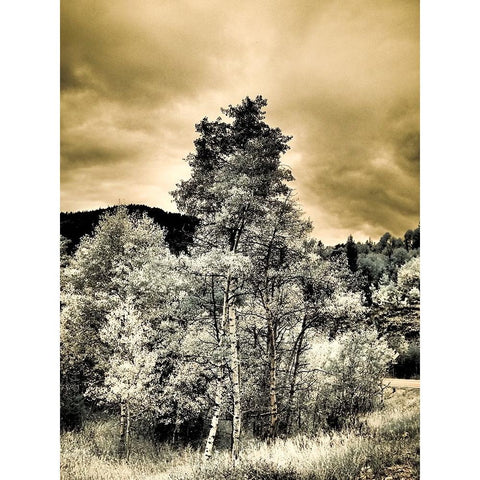 USA-Utah-Aspen Grove in infrared of the Logan Pass area Black Modern Wood Framed Art Print with Double Matting by Eggers, Terry