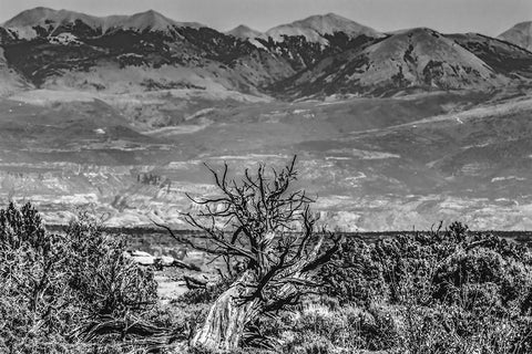 Black and white old wood branch- Abajo Mountains- Canyonlands National Park- Moab- Utah. Black Ornate Wood Framed Art Print with Double Matting by Perry, William