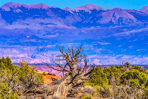 Old wood branch- Abajo Mountains- Canyonlands National Park- Moab- Utah. White Modern Wood Framed Art Print with Double Matting by Perry, William