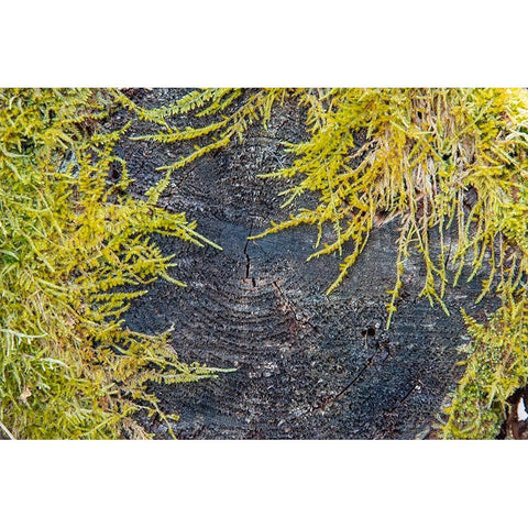 USA-Vermont-Morrisville-Jopson Lane-moss covering end of log Black Modern Wood Framed Art Print with Double Matting by Jones, Allison