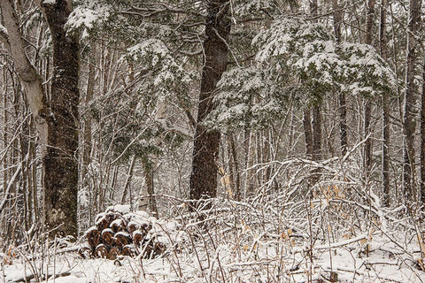 USA-Vermont-Morrisville-Jopson Lane-late spring snow fall in the forest White Modern Wood Framed Art Print with Double Matting by Jones, Allison
