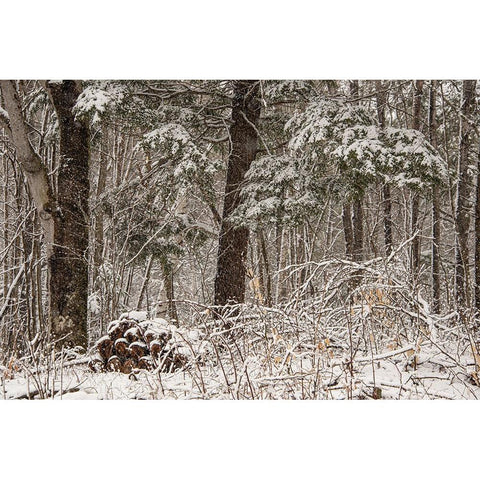 USA-Vermont-Morrisville-Jopson Lane-late spring snow fall in the forest Black Modern Wood Framed Art Print by Jones, Allison