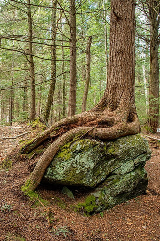 USA-Vermont-Morrisville Sterling Forest-tree with roots spread over lichen covered rocks Black Ornate Wood Framed Art Print with Double Matting by Jones, Allison