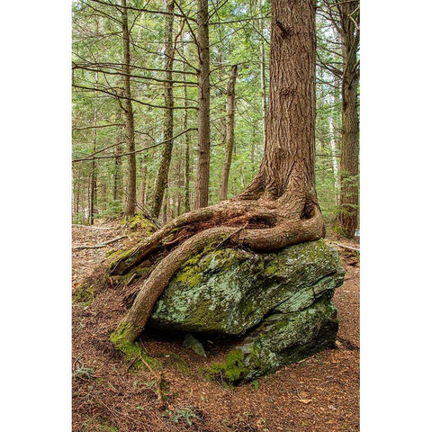 USA-Vermont-Morrisville Sterling Forest-tree with roots spread over lichen covered rocks Black Modern Wood Framed Art Print with Double Matting by Jones, Allison