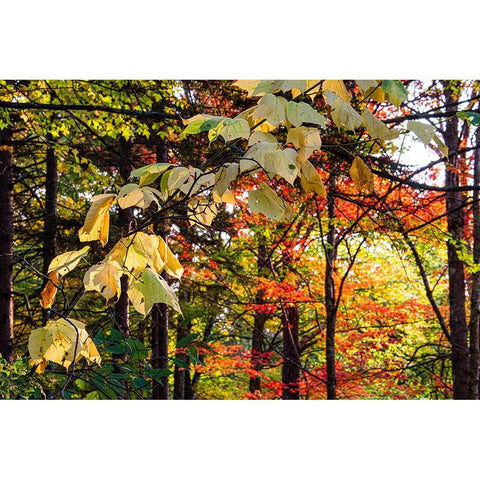 USA-Vermont-Morrisville-Jopson Lane Fall foliage Gold Ornate Wood Framed Art Print with Double Matting by Jones, Allison