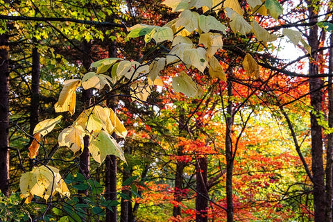 USA-Vermont-Morrisville-Jopson Lane Fall foliage Black Ornate Wood Framed Art Print with Double Matting by Jones, Allison