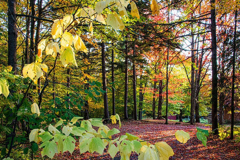USA-Vermont-Morrisville-Jopson Lane Fall foliage White Modern Wood Framed Art Print with Double Matting by Jones, Allison