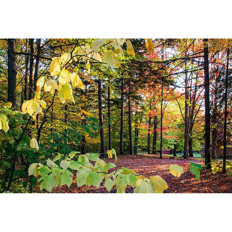 USA-Vermont-Morrisville-Jopson Lane Fall foliage Gold Ornate Wood Framed Art Print with Double Matting by Jones, Allison