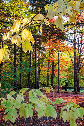 USA-Vermont-Morrisville-Jopson Lane Fall foliage White Modern Wood Framed Art Print with Double Matting by Jones, Allison