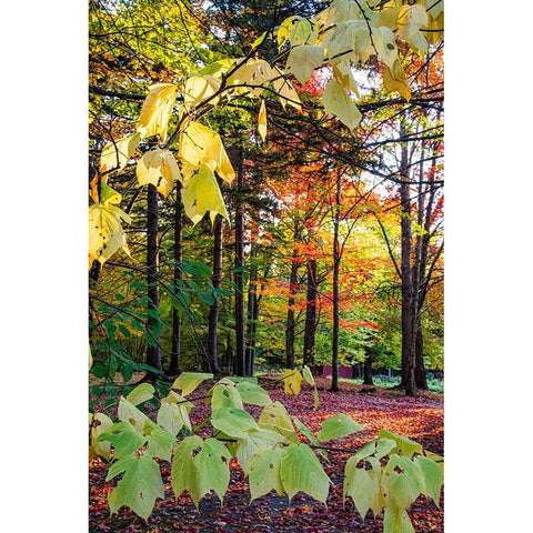 USA-Vermont-Morrisville-Jopson Lane Fall foliage Black Modern Wood Framed Art Print by Jones, Allison