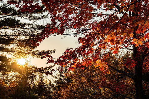 USA-Vermont-Morrisville-Jopson Lane Fall foliage Black Ornate Wood Framed Art Print with Double Matting by Jones, Allison