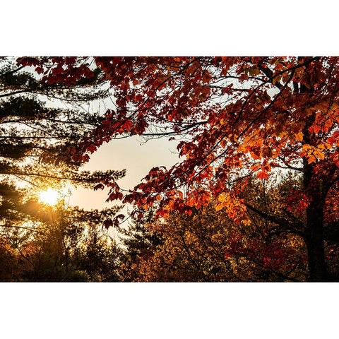 USA-Vermont-Morrisville-Jopson Lane Fall foliage Black Modern Wood Framed Art Print with Double Matting by Jones, Allison