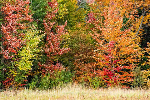 USA-Vermont-Morrisville Lyle McKee Road-fall foliage White Modern Wood Framed Art Print with Double Matting by Jones, Allison