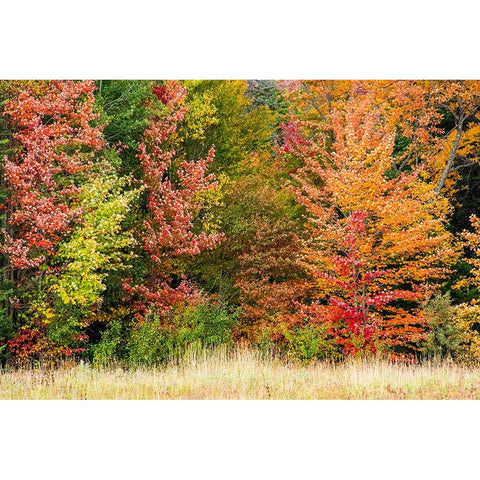 USA-Vermont-Morrisville Lyle McKee Road-fall foliage Gold Ornate Wood Framed Art Print with Double Matting by Jones, Allison