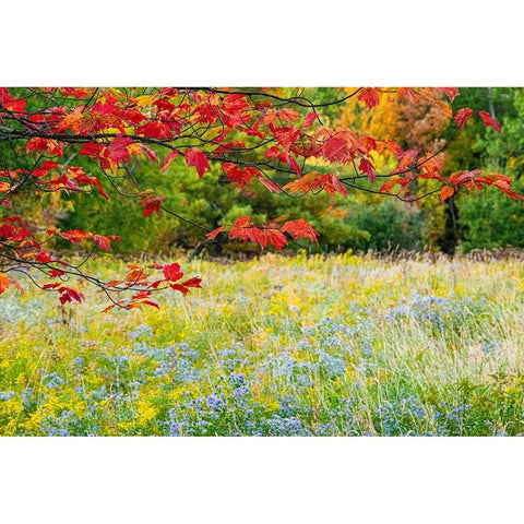 USA-Vermont-Morrisville Lyle McKee Road-fall foliage Gold Ornate Wood Framed Art Print with Double Matting by Jones, Allison