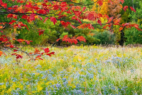 USA-Vermont-Morrisville Lyle McKee Road-fall foliage Black Ornate Wood Framed Art Print with Double Matting by Jones, Allison