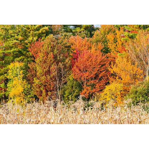USA-Vermont-Morrisville Lyle McKee Road-fall foliage White Modern Wood Framed Art Print by Jones, Allison